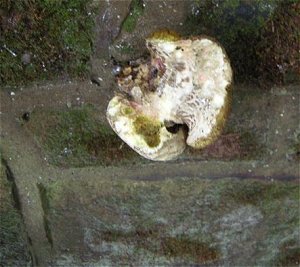 Xerocomus porosporus © MykoGolfer