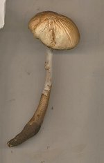 Xerula radicata MykoGolfer