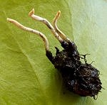 Xylaria oxyacanthae MykoGolfer
