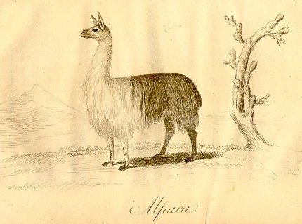 Picture from Peruvian Sheep by William Walton, 1811