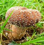 Churchyard fungus MykoGolfer