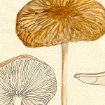 [Oudemansiella radicata]