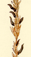 [Ergot]
