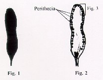 Figures 1 and 2