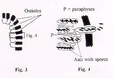 Figures 3 and 4