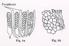 Figures 6a and 6b
