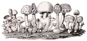 Picture from Esculent Funguses of England by Charles Badham, 1847