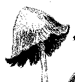 [Coprinus atramentarius]