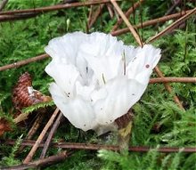 Mystery fungus MykoGolfer