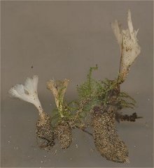 Mystery fungus MykoGolfer