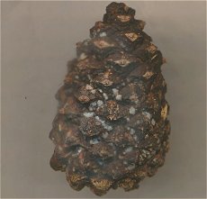 pine cone MykoGolfer