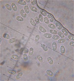 spores MykoGolfer