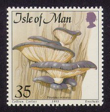 [Pleurotus ostreatus]