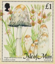 [Coprinus comatus]
