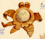 [Geastrum triplex]