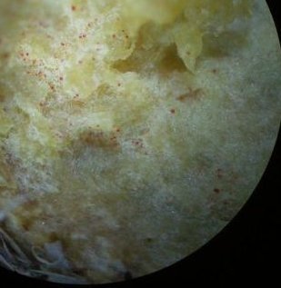 red dots in base of stem © MykoGolfer