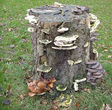 Stump at Clarke Gardens MykoGolfer