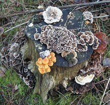 Birch stump at Ainsdale MykoGolfer