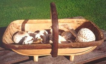 parasol mushrooms