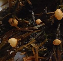unknown fungus  MykoGolfer