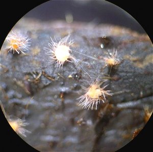 unknown fungus MykoGolfer