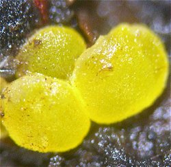 unknown fungus MykoGolfer