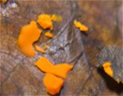 unknown fungus MykoGolfer