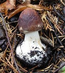 unknown fungus MykoGolfer