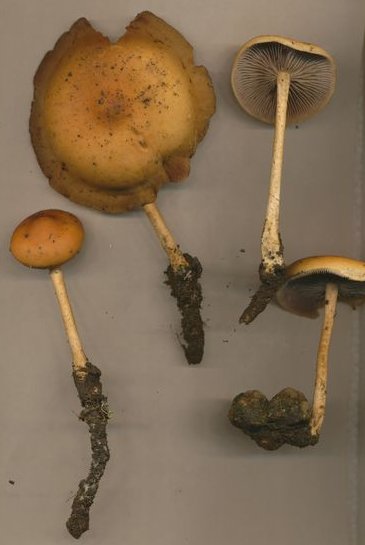 unknown fungus © MykoGolfer