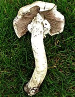 Agaricus altipes  MykoGolfer