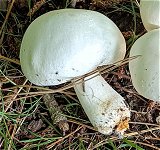 Agaricus arvensis  MykoGolfer