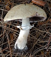 Agaricus augustus  MykoGolfer