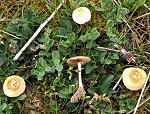 Agrocybe pediades  MykoGolfer