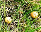 Agrocybe praecox  MykoGolfer