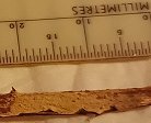 Aleurodiscus aurantius MykoGolfer