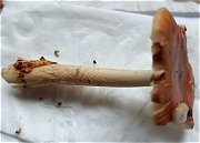 Amanita crocea MykoGolfer