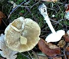 Amanita phalloides MykoGolfer