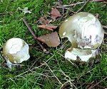 Amanita phalloides MykoGolfer