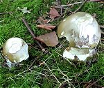 Amanita phalloides  MykoGolfer