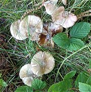Amanita phalloides MykoGolfer