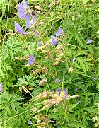 Anemone coronaria  MykoGolfer