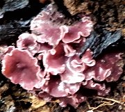 Ascocoryne cylichnium MykoGolfer