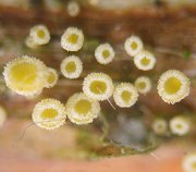 Ascomycete-unknown MykoGolfer