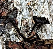 Auriscalpium vulgare MykoGolfer