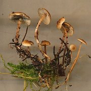 Baeospora myosura MykoGolfer