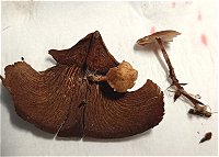 Baeospora myosura MykoGolfer