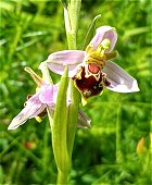 Bee Orchid  MykoGolfer