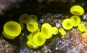 Bisporella sulfurina MykoGolfer
