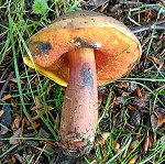 Boletus luridiformis MykoGolfer