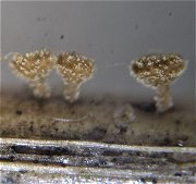 Brunnipila palearum MykoGolfer